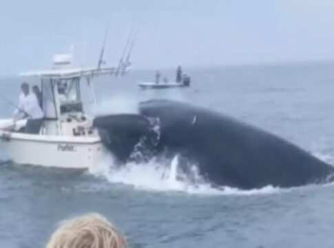 baleia atinge barco nos eua